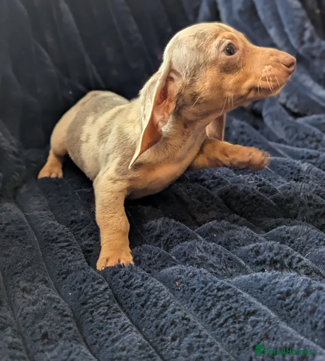 Miniature Dachshund dogs for sale: Miniature dachshund puppies  - Advert 12