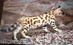 Bengal cats for sale: Show quality Bengal kittens available  - Image 27