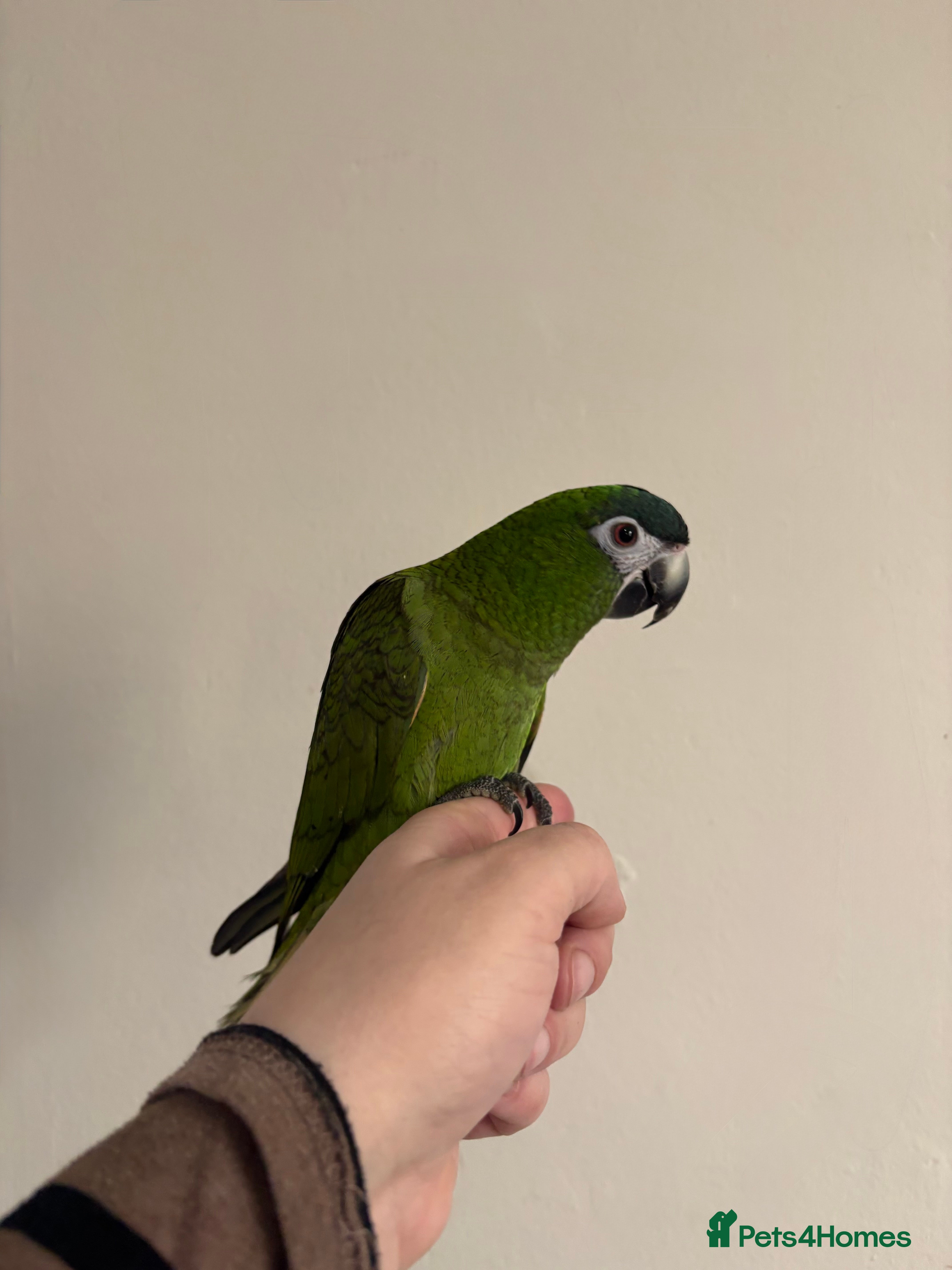 Parrots birds Baby Hahns Macaw (fully tame) - Advert 6