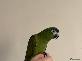 Parrots birds Baby Hahns Macaw (fully tame) - Advert 6