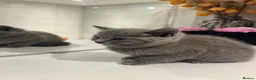 British Shorthair cats for sale: Beautiful Grey Male British Shorthair Kitten 🩶 - Advert 14