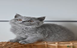 British Shorthair cats for sale: GCCF reg blue kittens ready to go from 24/10 - Image 22