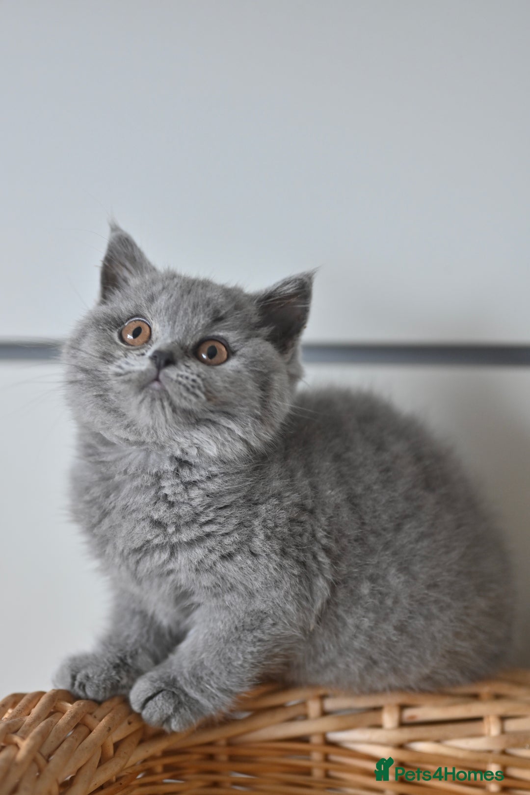 British Shorthair cats for sale: GCCF reg blue kittens ready to go from 24/10 - Image 22