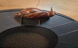 Snails invertebrates for sale: African land snails  - Image 2