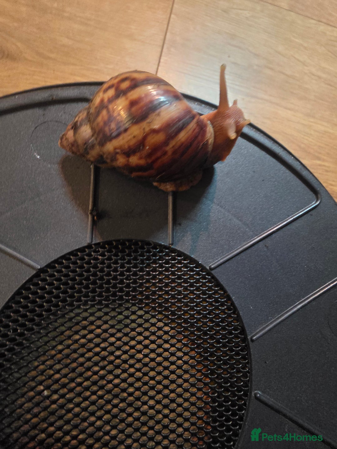 Snails invertebrates for sale: African land snails  - Image 2