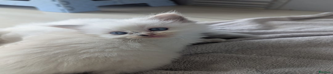 Ragdoll Kitten 3