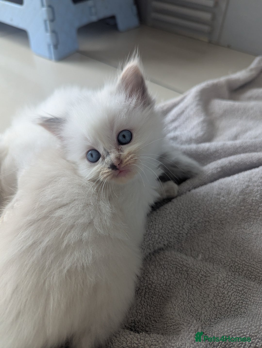 Ragdoll cats for sale: Beautiful Ragdolls  - Image 6