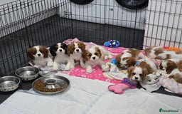 Cavalier King Charles Spaniel dogs for sale: READY NOW Fully health tested included MRI scan  - Image 24