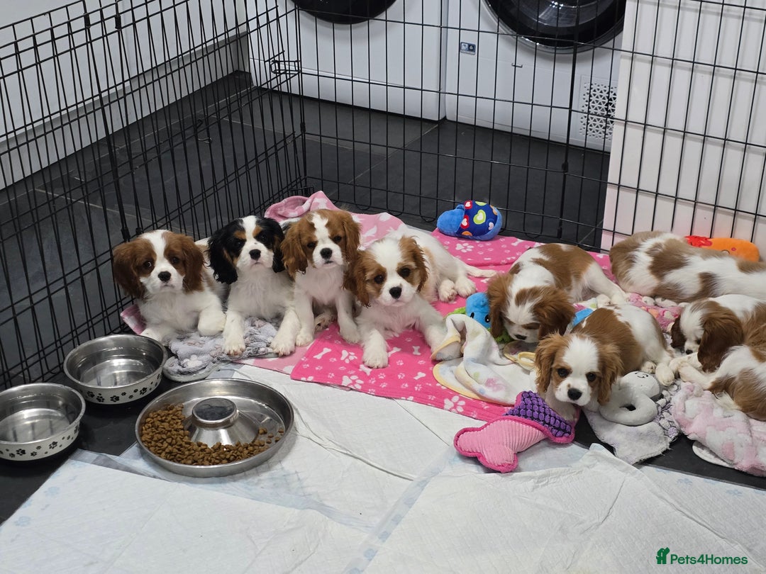 Cavalier King Charles Spaniel dogs for sale: READY NOW Fully health tested included MRI scan  - Image 24