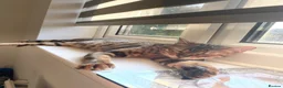 Bengal cats for sale: 3 bengal cats for sale in ELY - Advert 3