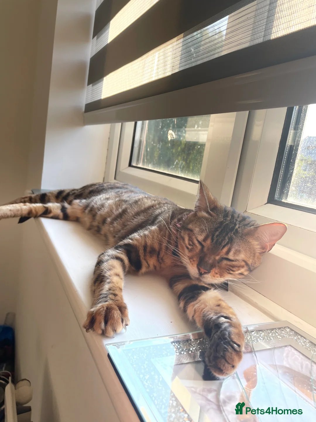Bengal cats for sale: 3 bengal cats for sale in ELY - Advert 3