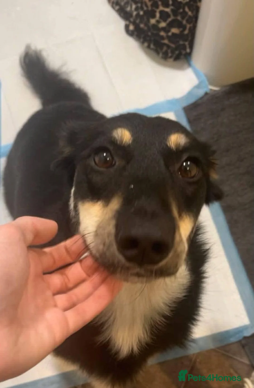 Mixed Breed dogs for adoption: Meet Eclipse, currently residing in Middlesex in Ruislip - Advert 1