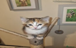 Mixed Breed cats for sale: Playful kittens dog savvy - Image 2