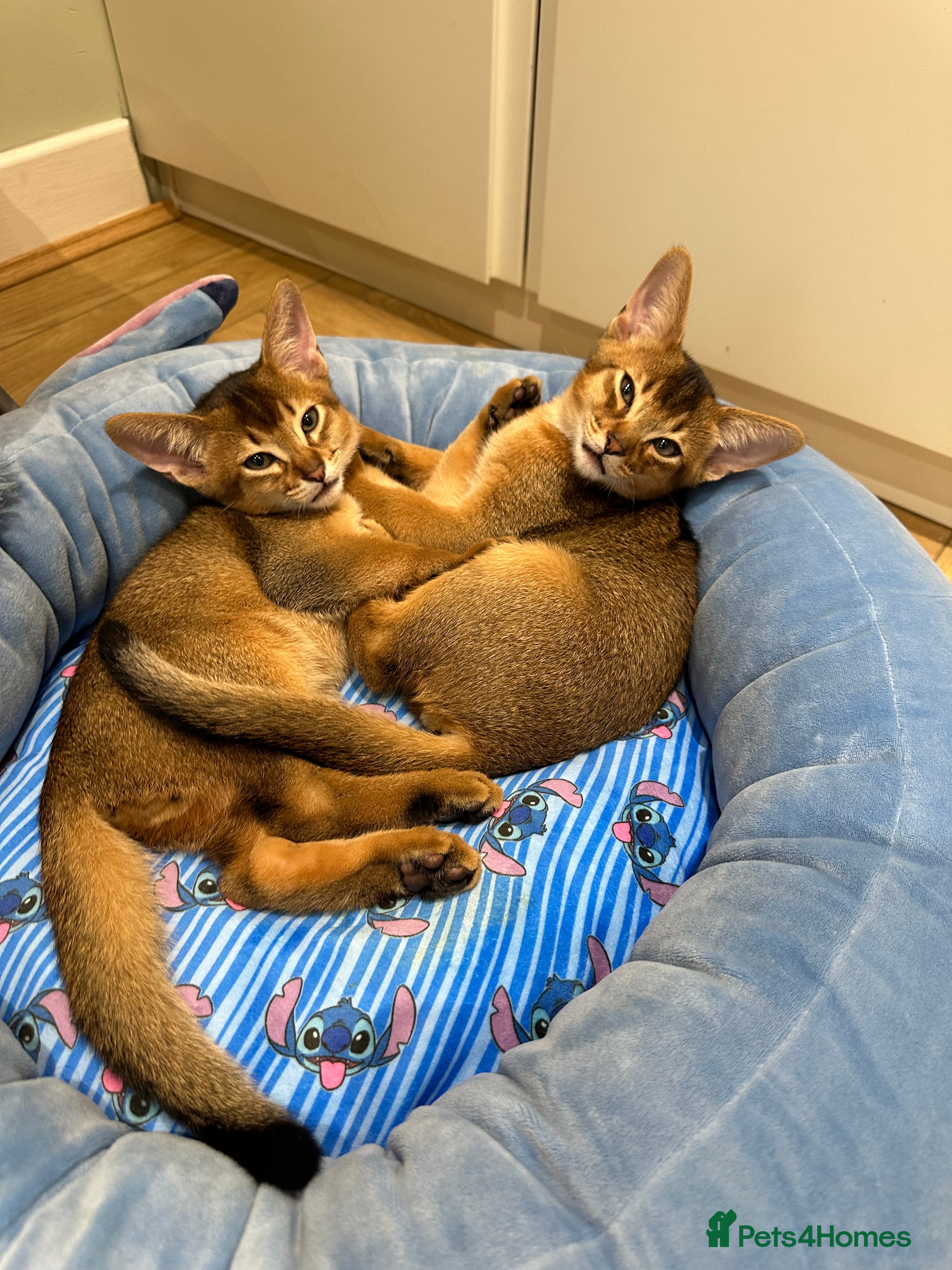 Abyssinian cats Pedigree Abyssinian kittens  - Advert 2