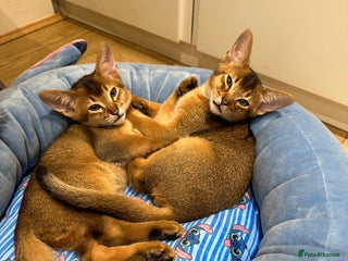 Abyssinian cats Pedigree Abyssinian kittens - Advert 2