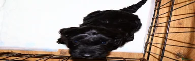 Cockapoo 4
