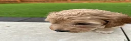 Australian Labradoodle dogs for sale: Australian labradoodle  - Advert 6