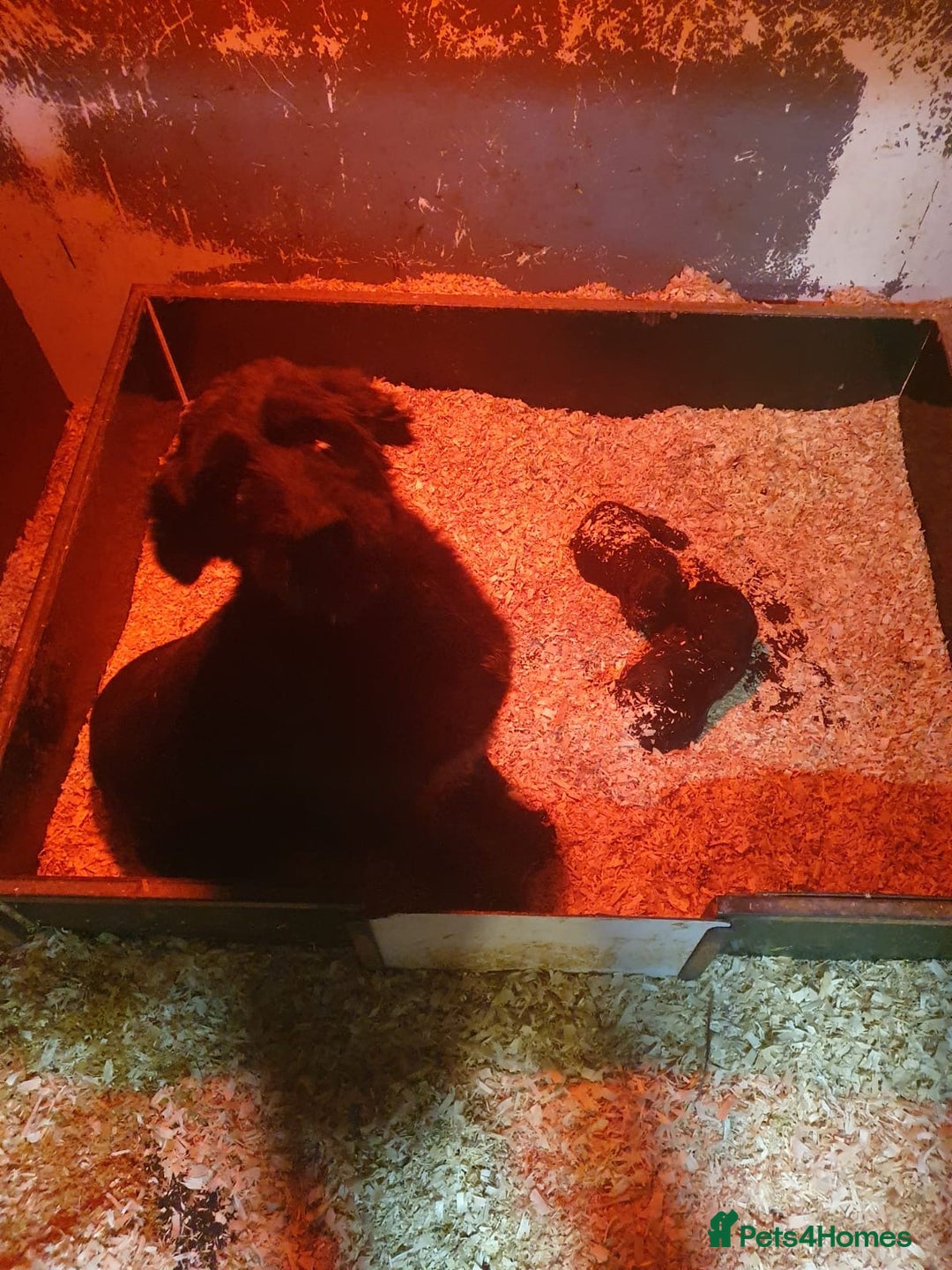 Mixed Breed dogs for sale: pudel pointers - Image 5