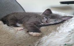Mixed Breed cats for sale: Four Beautiful male kittens  - Image 2