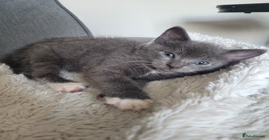 Mixed Breed cats - Advert 7