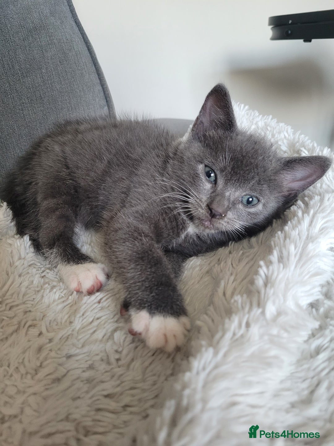 Mixed Breed cats for sale: Four Beautiful male kittens  - Image 2