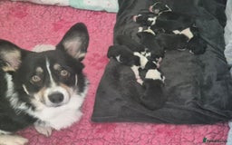 Welsh Corgi Pembroke dogs for sale: Wow !! Bobtail and long available  - Image 9