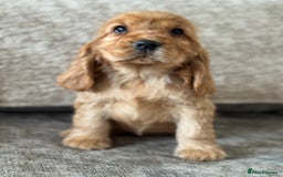 Cocker Spaniel dogs for sale: BEAUTIFUL KC SHOW TYPE COCKER SPANIELS  - Image 2