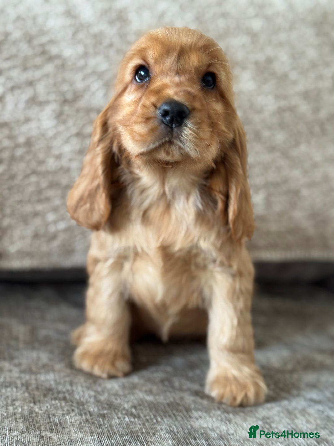 Cocker Spaniel dogs for sale: BEAUTIFUL KC SHOW TYPE COCKER SPANIELS  - Image 2