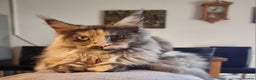 Maine Coon cats for sale: Gorgeous pedigree kittens  - Advert 8