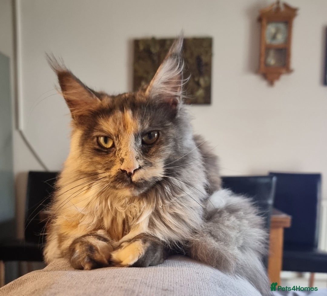 Maine Coon cats for sale: Gorgeous pedigree kittens  - Advert 8