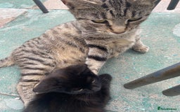 York Chocolate cats for sale: York Choclate Male and female kitten  - Image 4