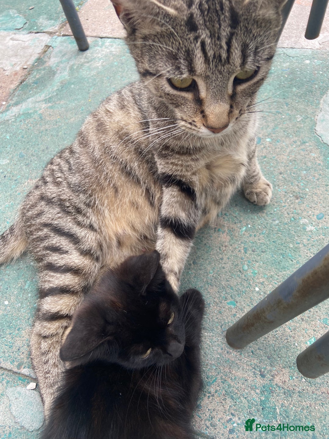 York Chocolate cats for sale: York Choclate Male and female kitten  - Image 4