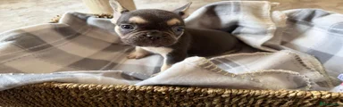French Bulldog 1