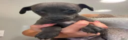 Whippet dogs for sale: Whippets  - Advert 9