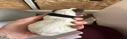 English Springer Spaniel dogs for sale: KC registered L&W springer pups  - Advert 8