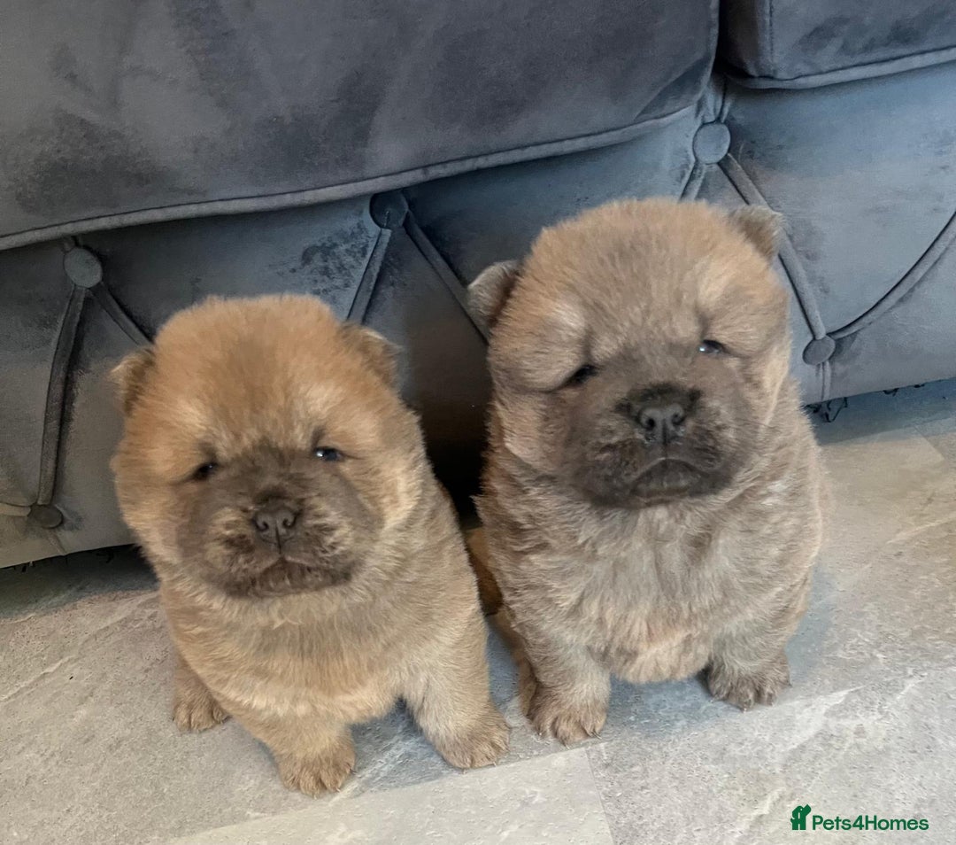 Chow Chow dogs for sale: CHOW CHOW PUPPYS  - Advert 3