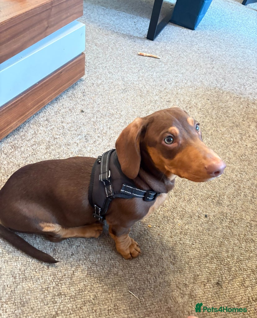 Dachshund dogs Future Stud Interest Gorgeous Dachshund  - Advert 1