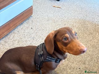 Dachshund dogs Future Stud Interest Gorgeous Dachshund - Advert 1