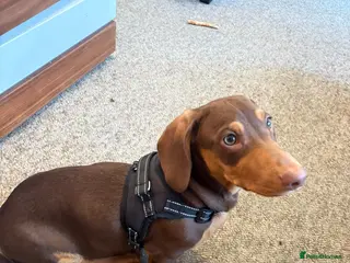 Dachshund dogs Future Stud Interest Gorgeous Dachshund - Advert 4