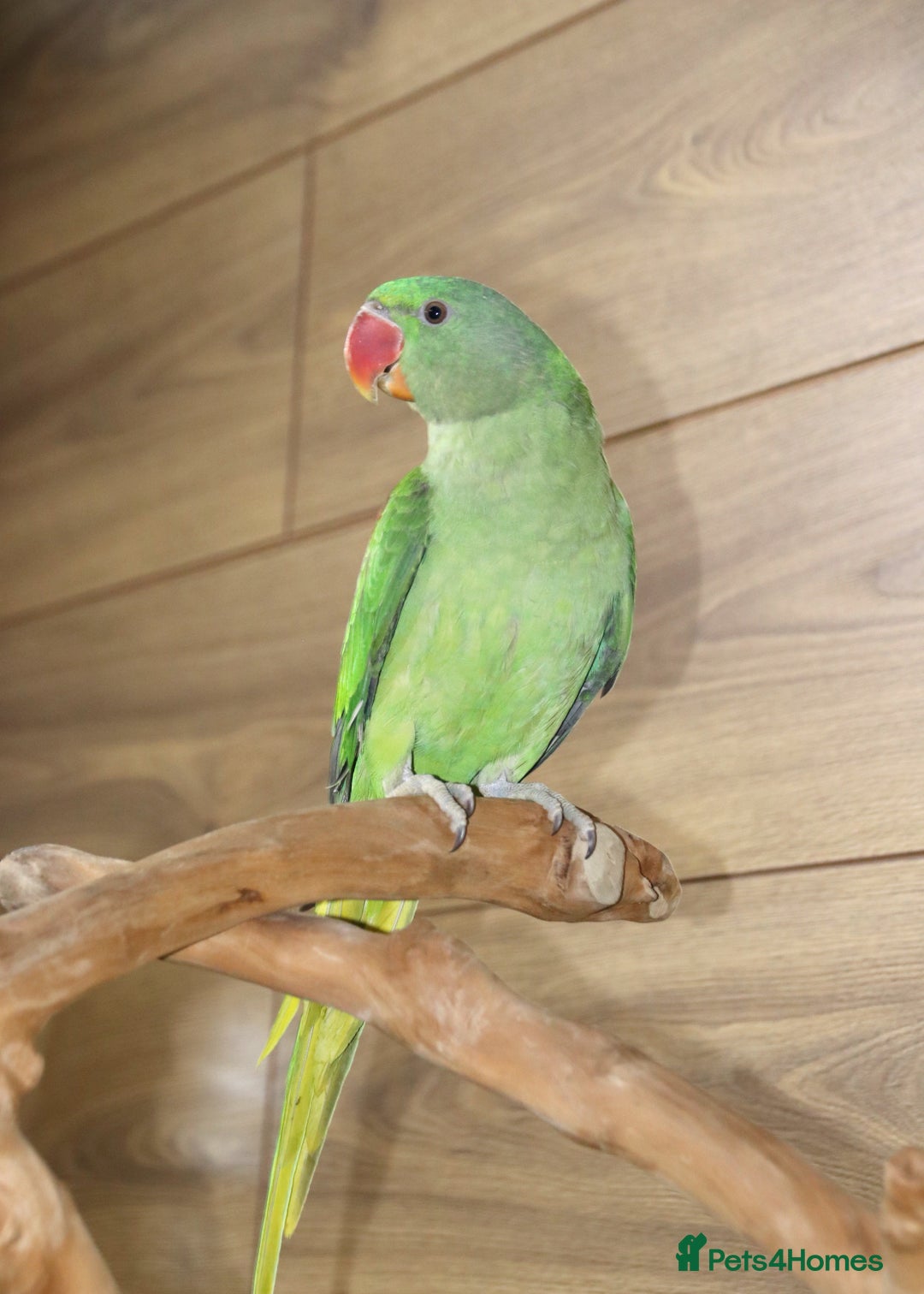Parrots birds for sale: Talking Parrot and bird Available - Advert 3