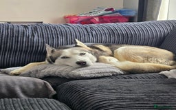 Siberian Husky dogs for sale: 2 White Siberian Huskys - Image 8