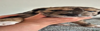 Cockapoo 2
