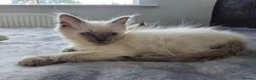 Ragdoll cats for sale: Purebred Ragdoll Kittens, Ready to Go - Advert 6