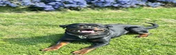Rottweiler dogs for stud: BIG BONED GERMAN ROTTWEILER FOR STUD  - Advert 8