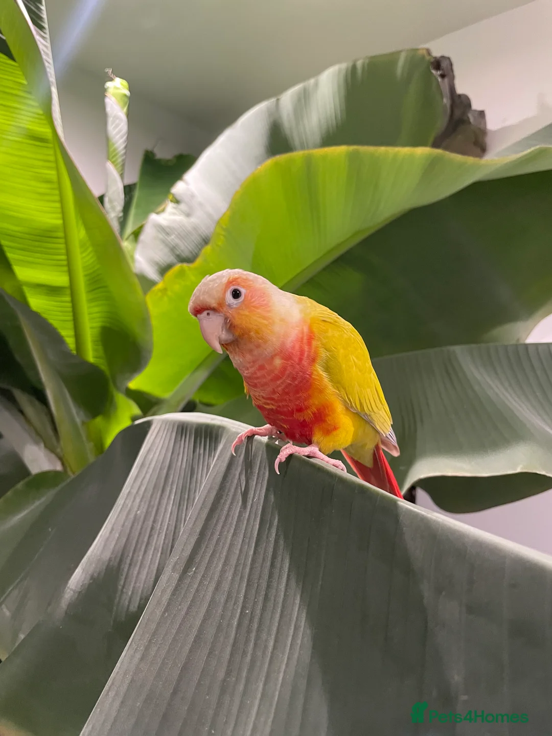 Conures birds for sale:   Pineapple Green-cheek Conure for Rehoming  - Advert 10