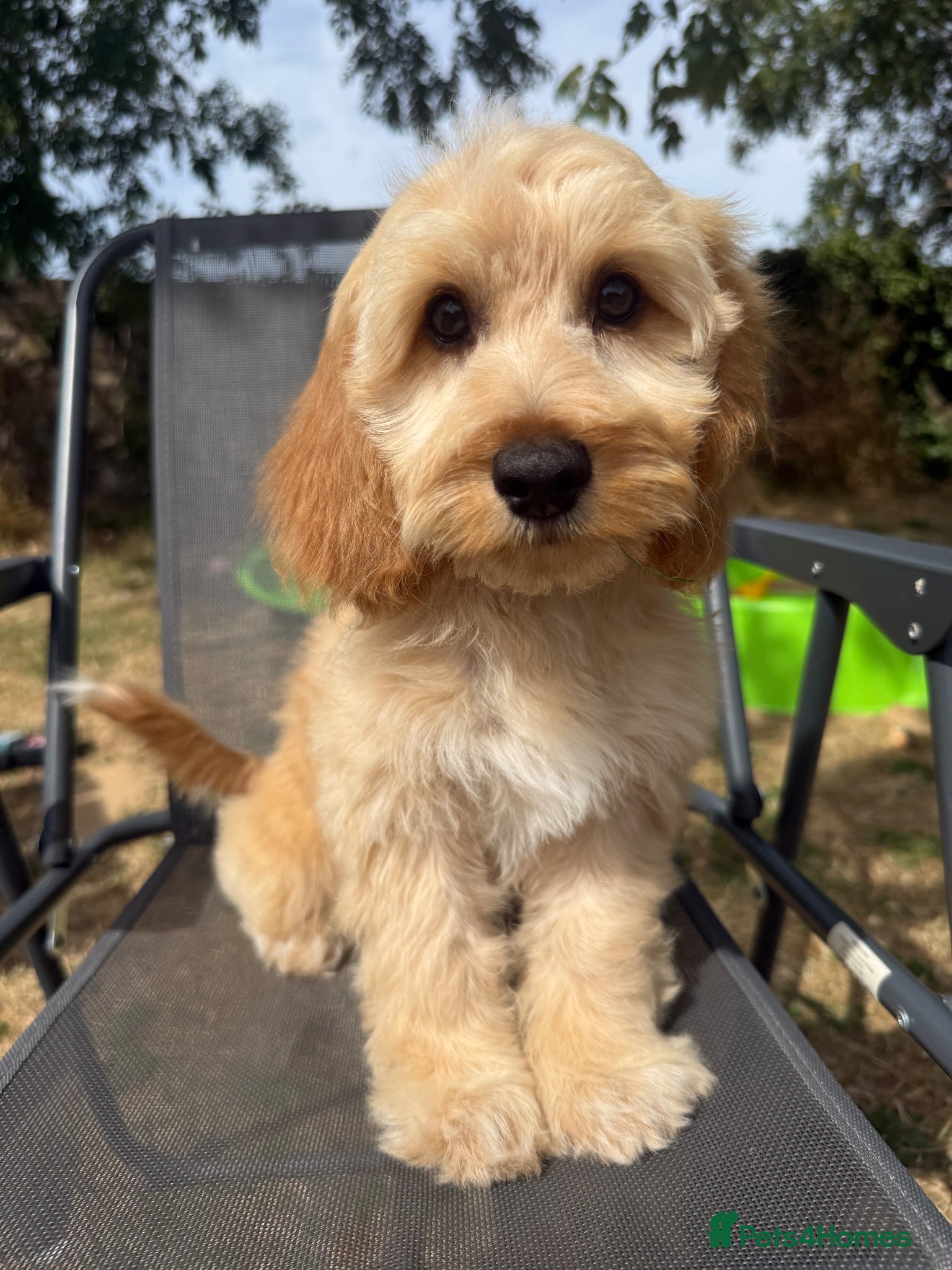 Cockapoo dogs Gorgeous F1 cockapoo puppies  - Advert 1