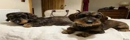 Dachshund dogs for sale: Kennel Club Reg Wirehaired Dachshund Teckel pups - Advert 32