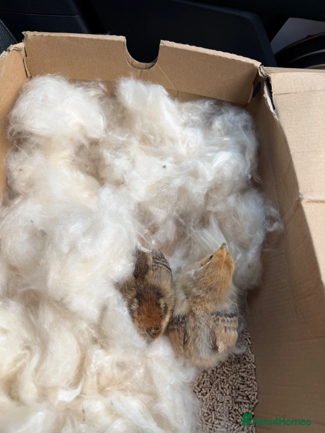 Quail poultry for sale: Quail Chicks One Week Old  in Uxbridge - Advert 1