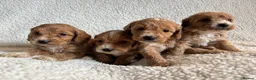 Cockapoo dogs for sale: F1bcockapoo puppies - DNA Health test clear  in Staines - Advert 25