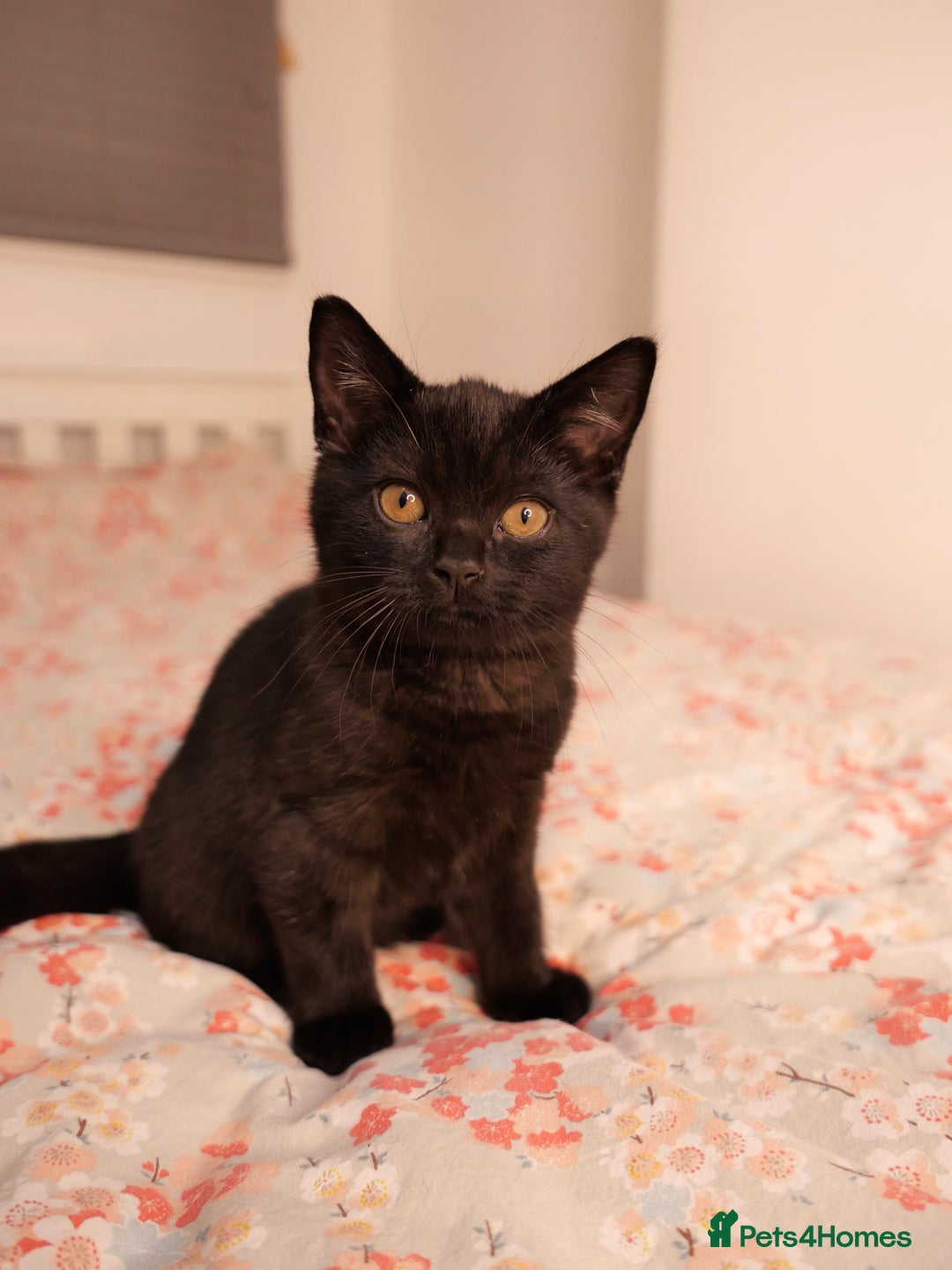 British Shorthair cats for sale: GCCF Registered British Shorthair Kittens -Cardiff - Advert 7